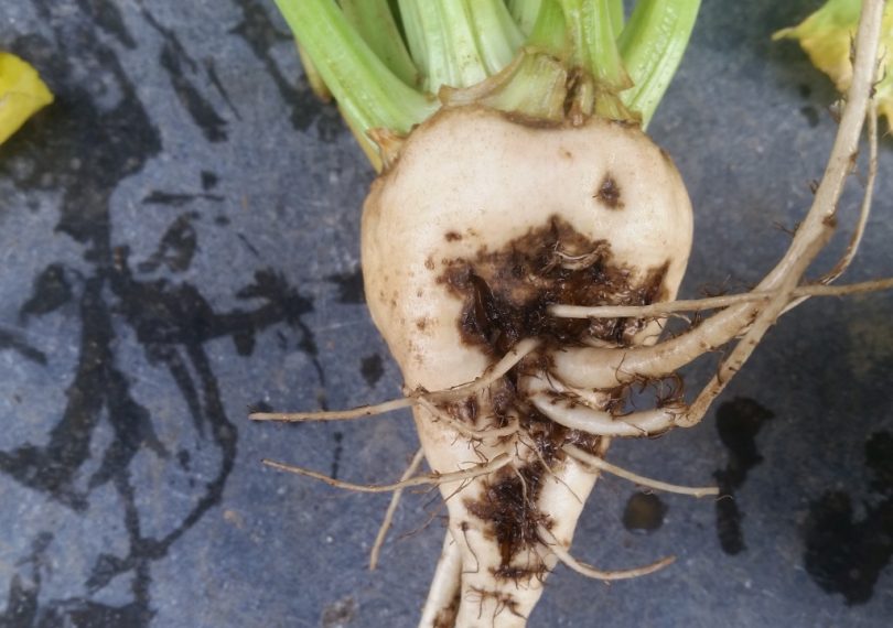 Etat des cultures parfois préoccupant Aphanomyces régulièrement